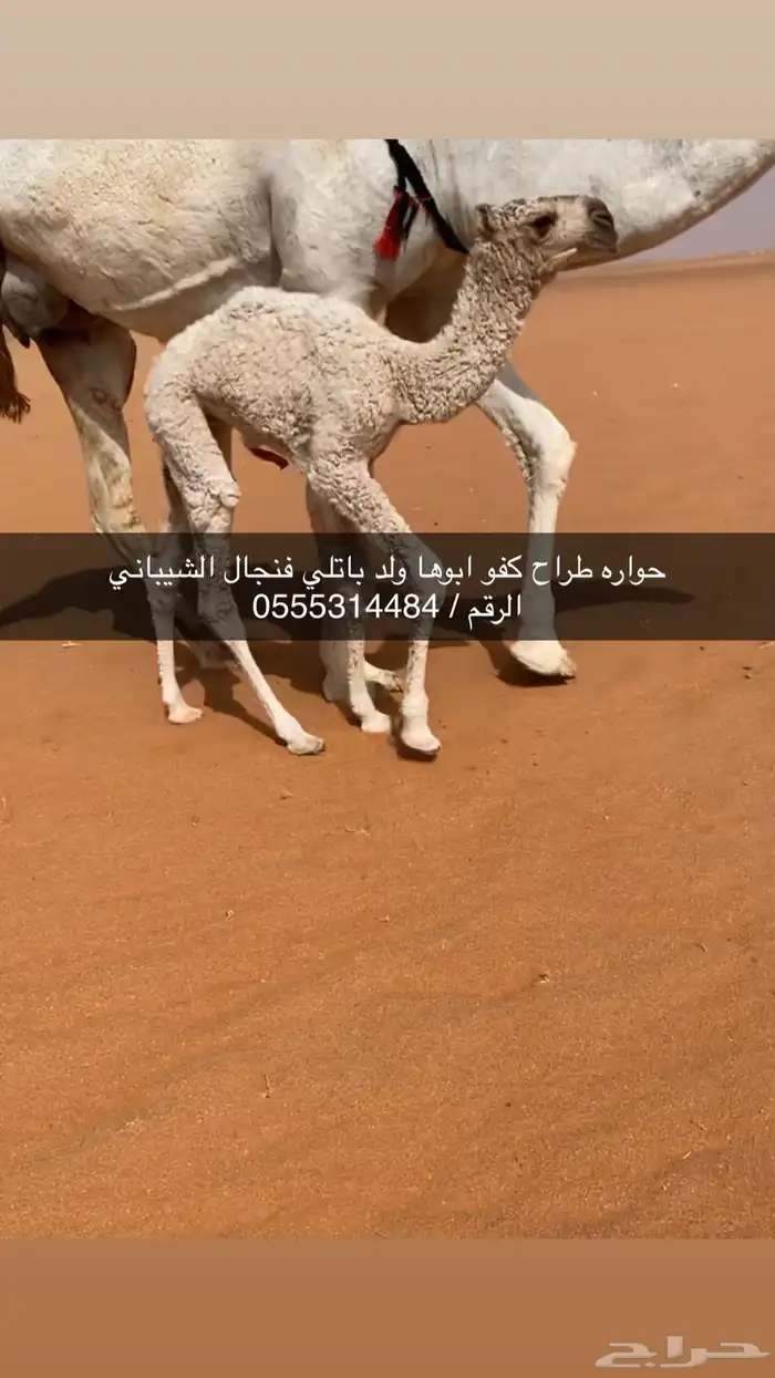 حواره طراح كفو باتليه 0