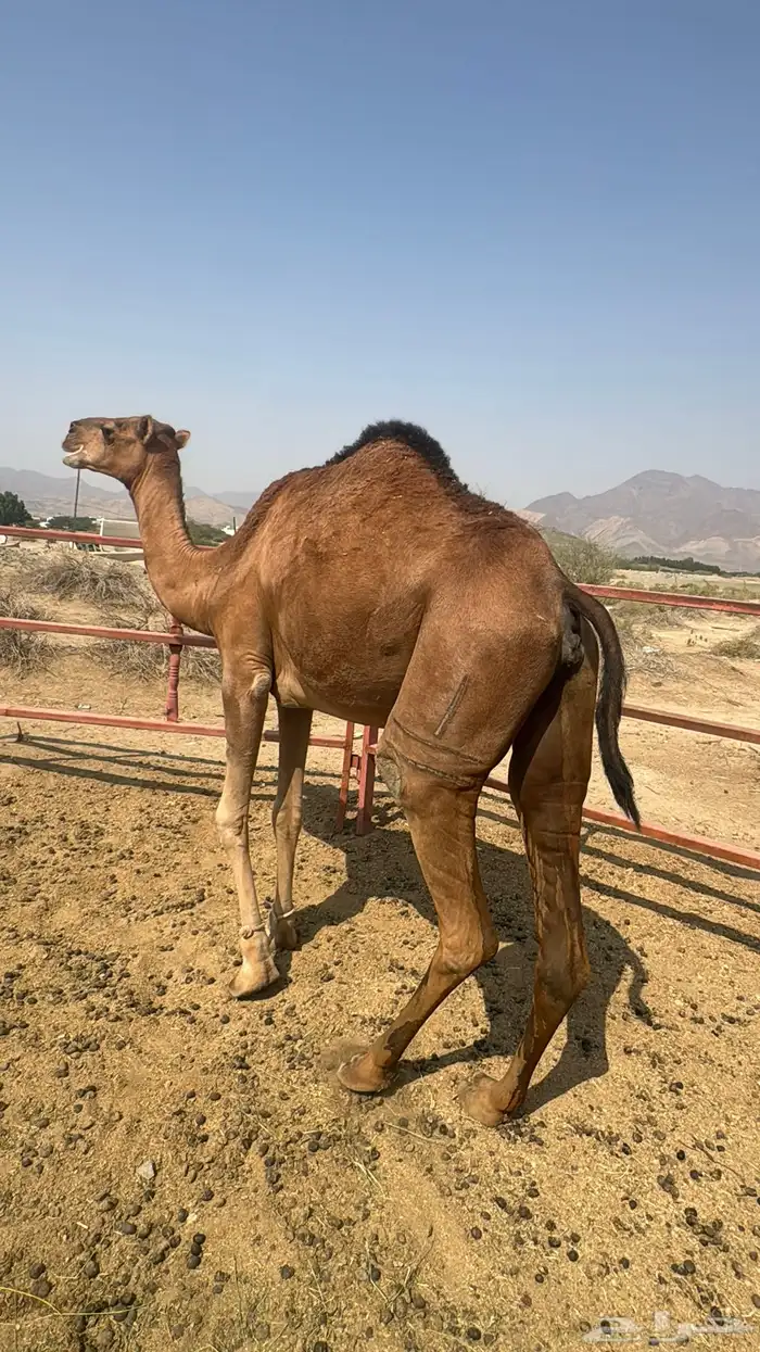 للبيع بكره ثنيه حمرا ساحلية حد 7 الاف 7