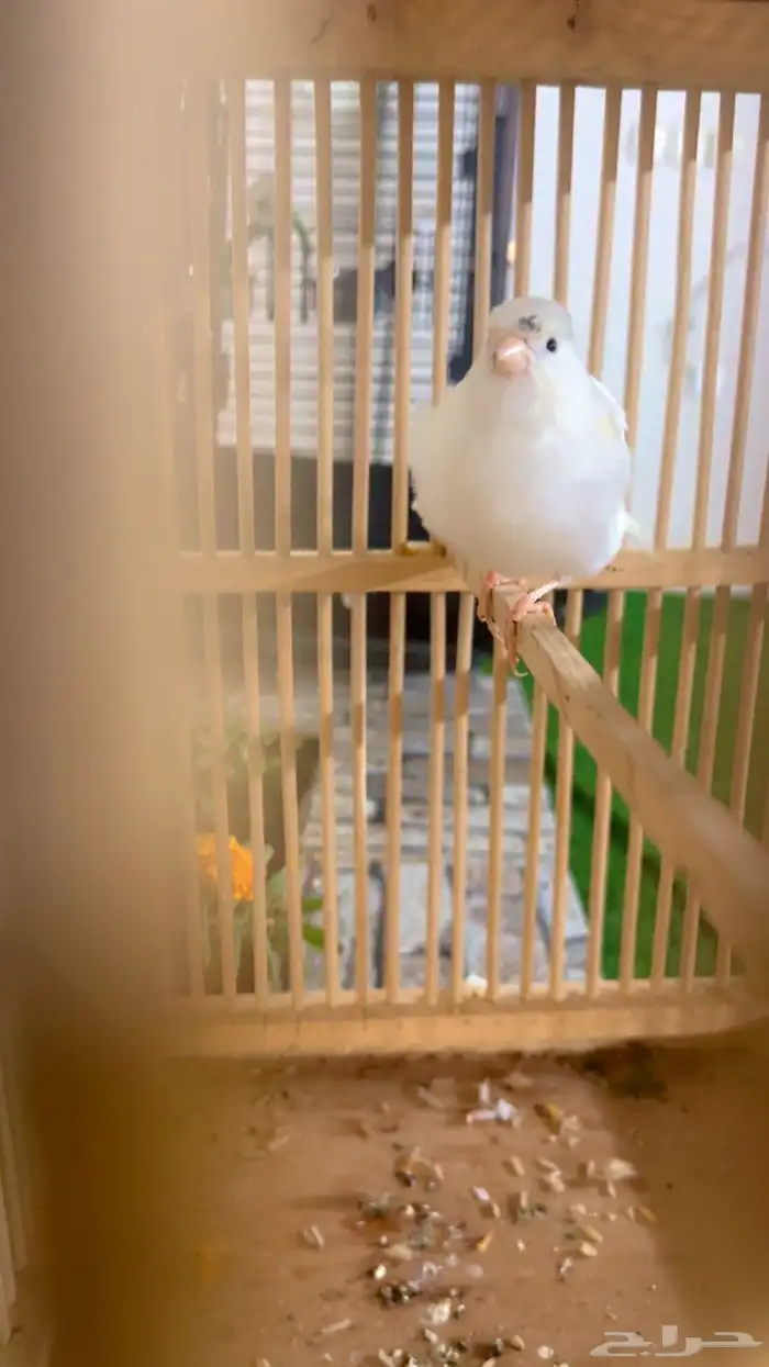 كناري ذكر ابيض جاهز 1