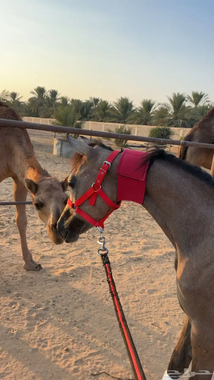 مهره واهو للبيع بنت فواد الخالد 0