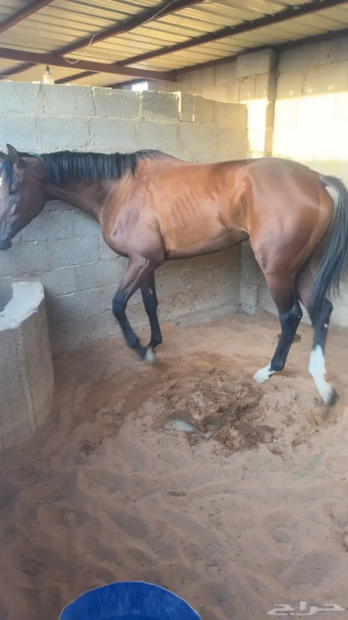 حصان انقليزي سبوق ماخذ الثاني بسباق عفيف معه جواز سفر 4