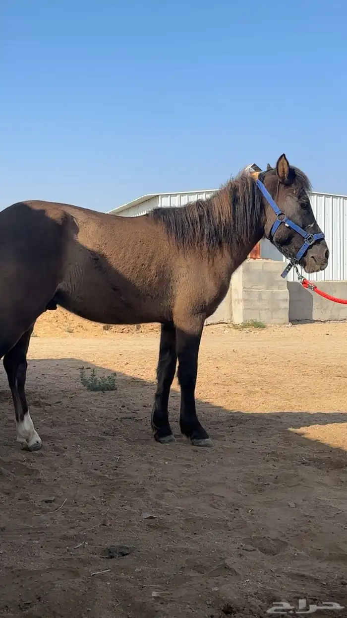 بوني هادي جدآ 1