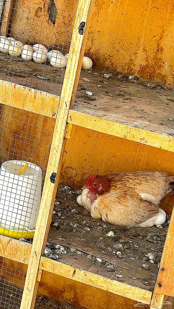 دجاج بلدي حضان 5