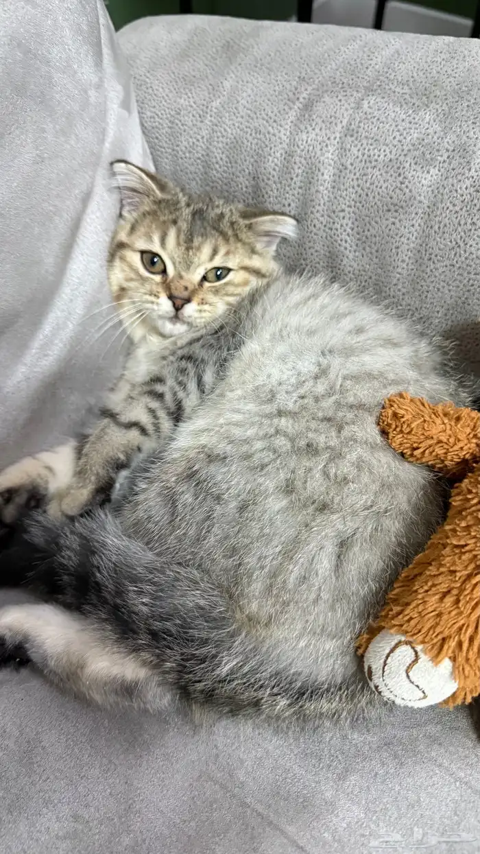 كيتن سكوتش فولد للبيع 7