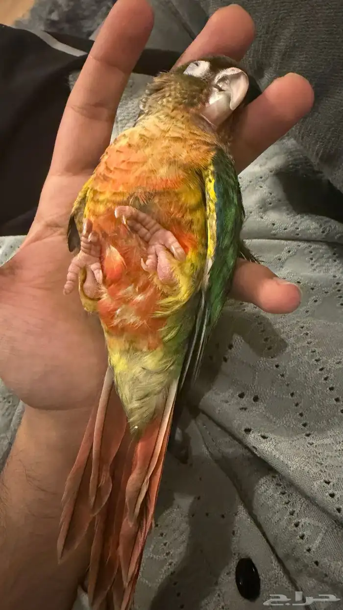 كنيور يلو سايد 1