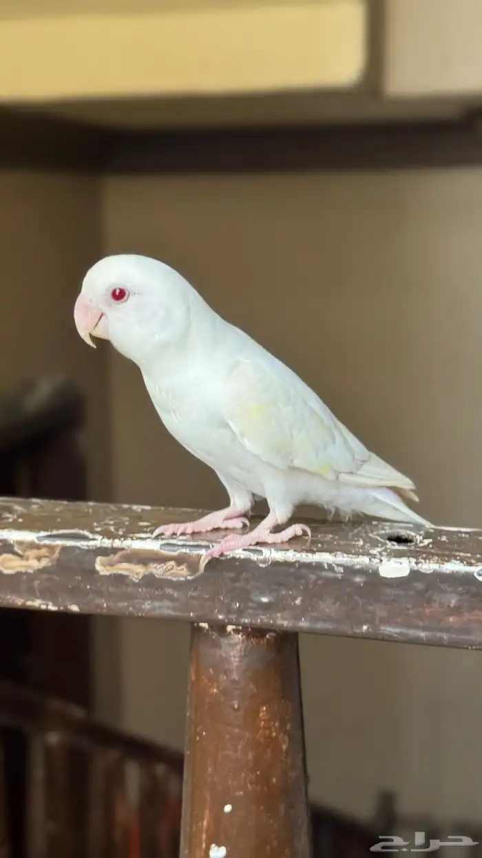 روز البينو 0