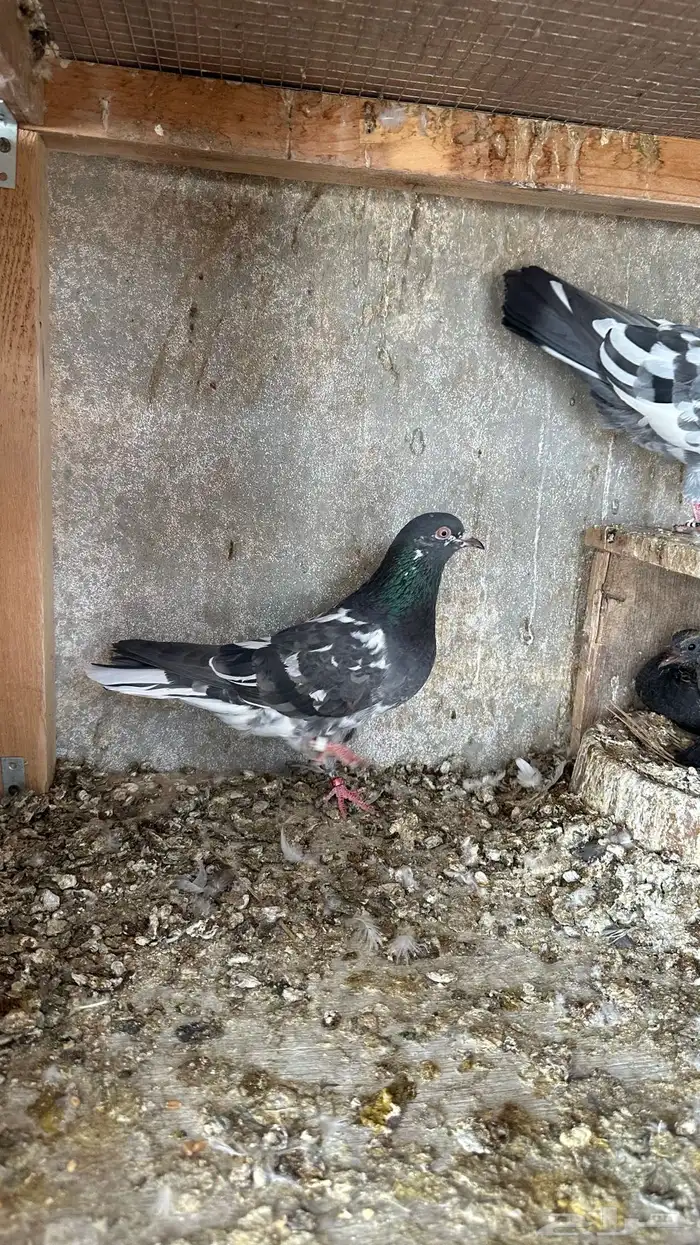 حمام بكستاني دابولا 3