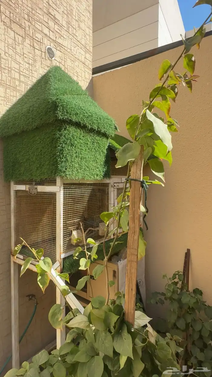 مطير طيور للبيع 1