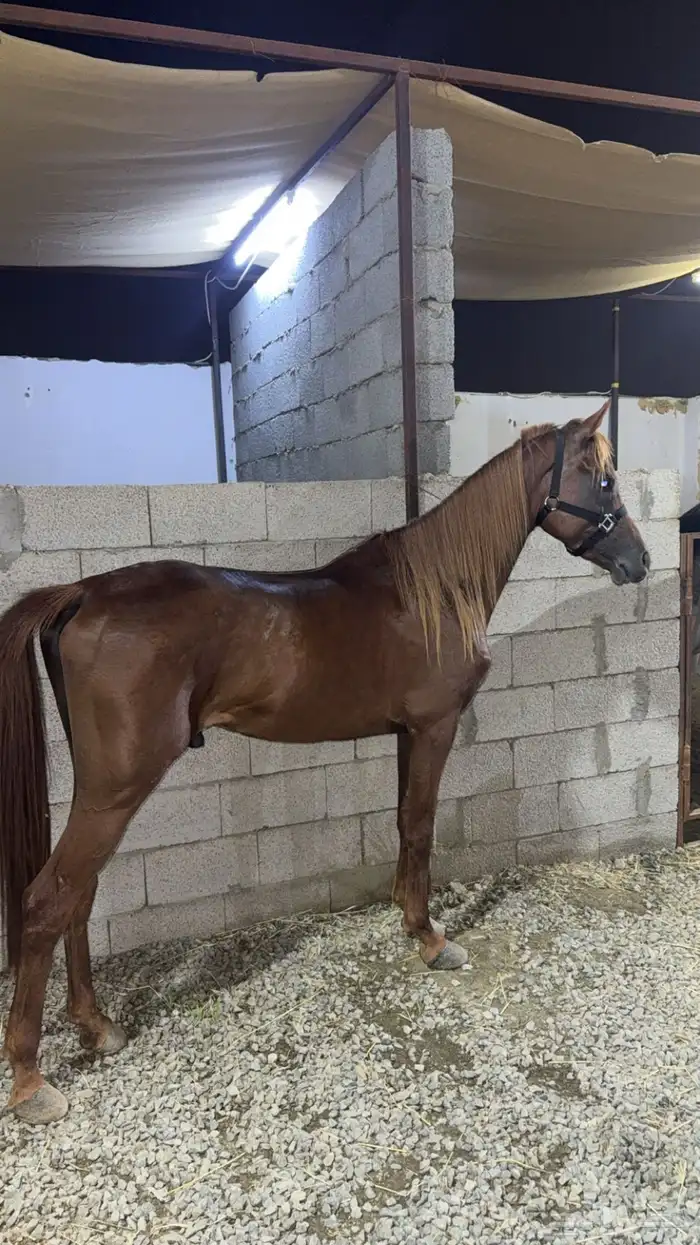 حصان ورق نسب قوي بسعر مناسب 1