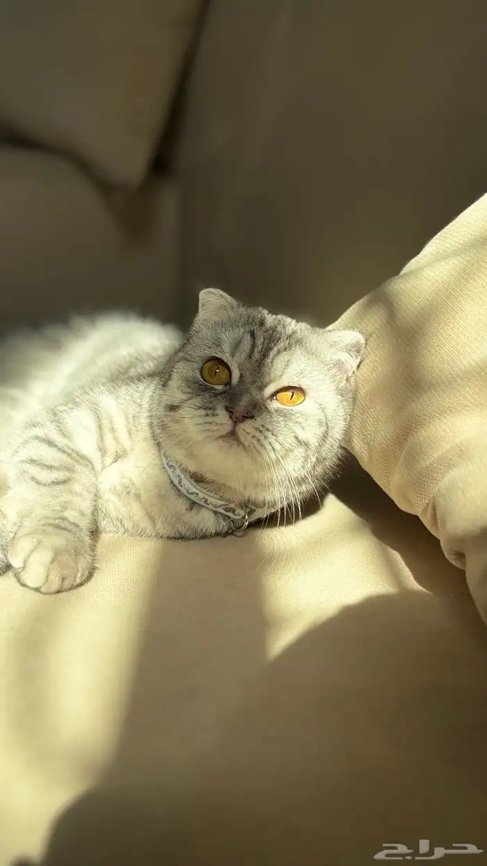 قطوه سكوتش فولد للبيع 3