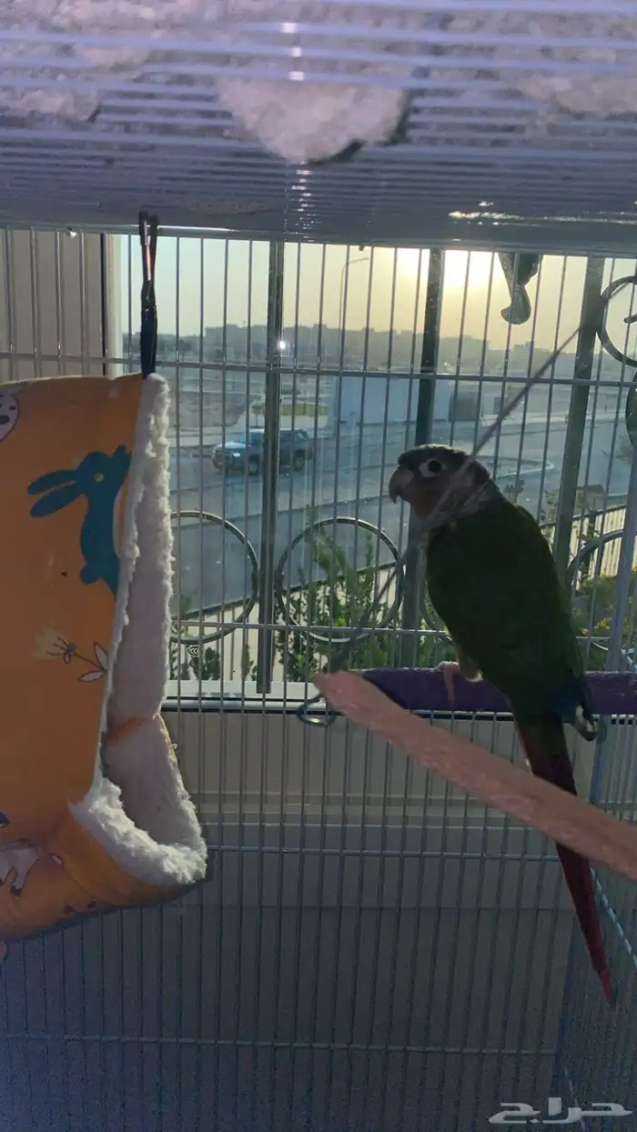 ببغاء كنيور ( أليف   يرقص   يتكلم ) 1