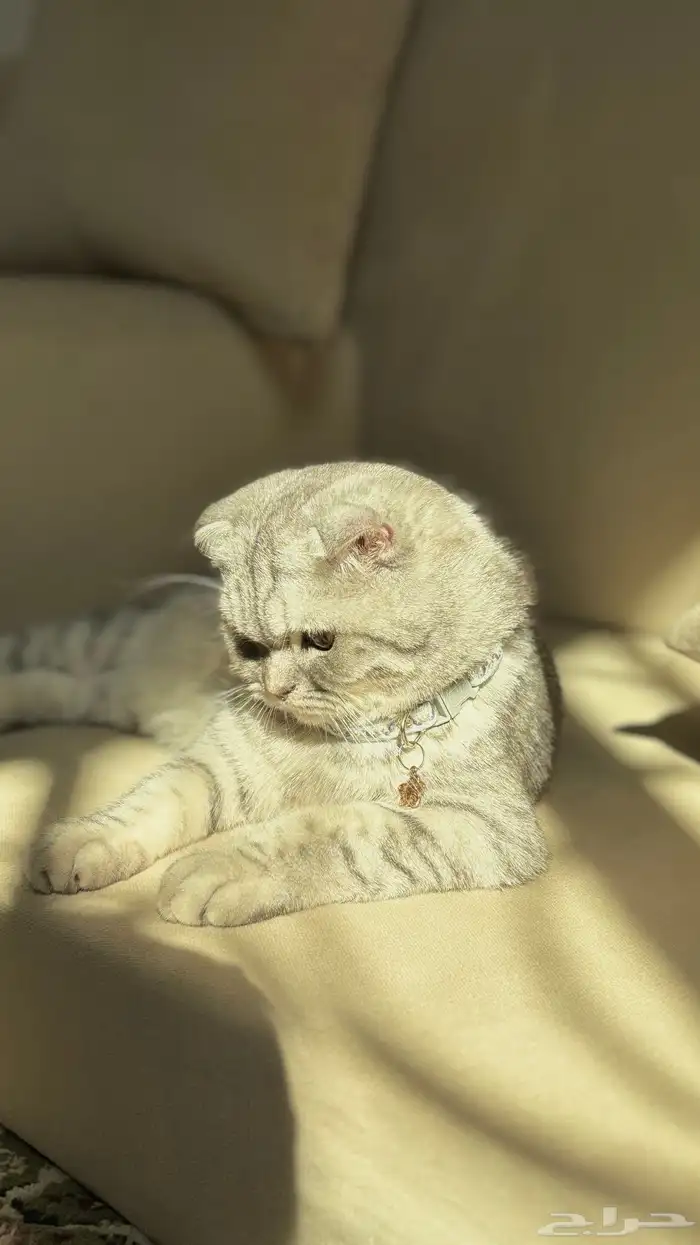 قطوه سكوتش فولد للبيع 2