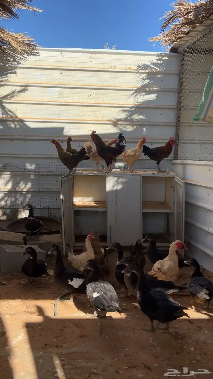 دجاج وبط بلدي 0