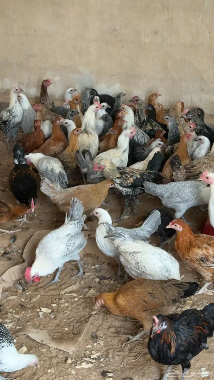 للبيع دجاج 1