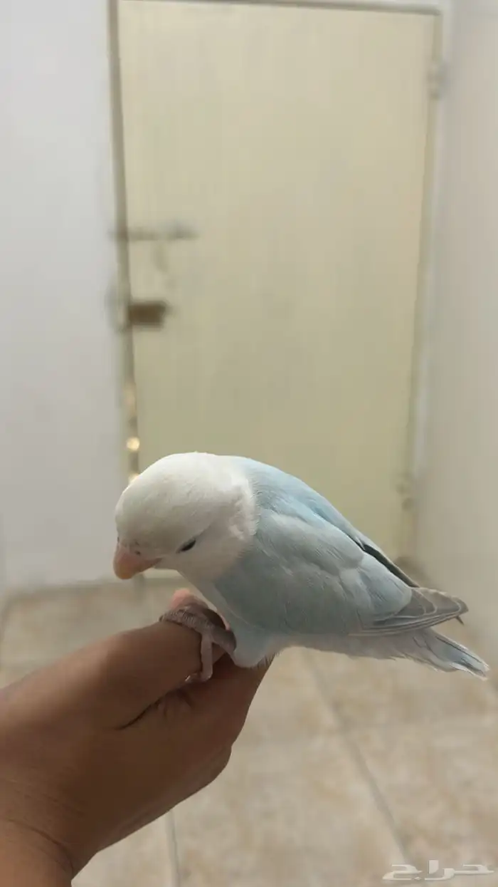 طير روز ذكر أبدا ما يعض أليف هدد داخلي 0