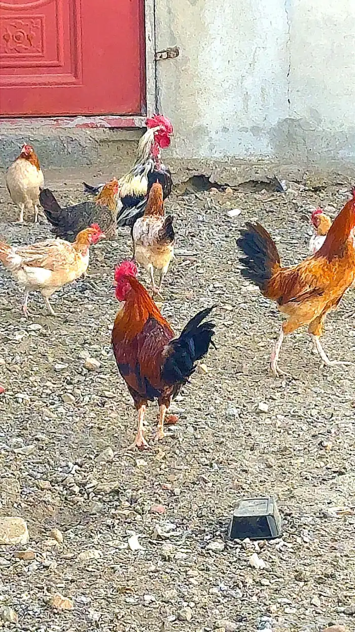 دجاج بلدي حضان 0