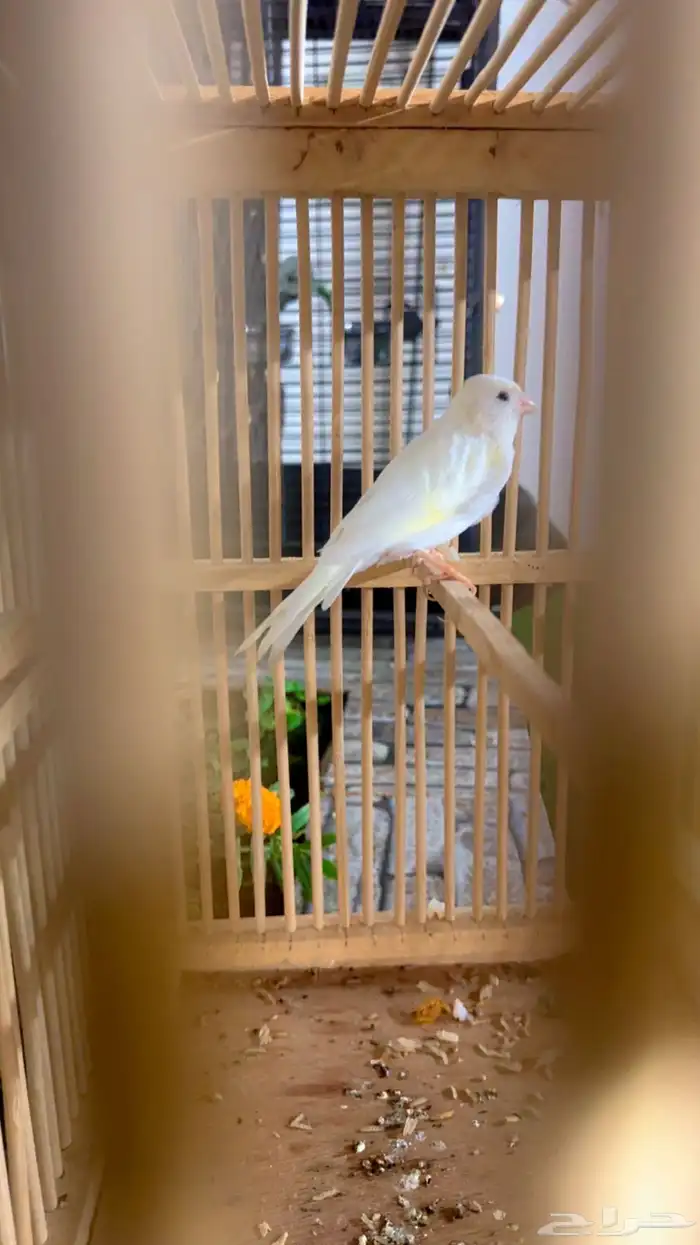 كناري ذكر ابيض جاهز 5