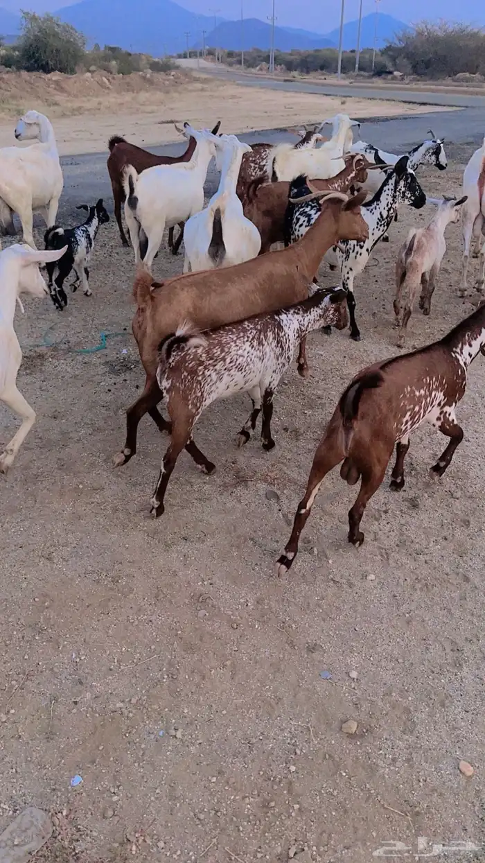 ماعز جنوبي نوع فاخر للبيع 0
