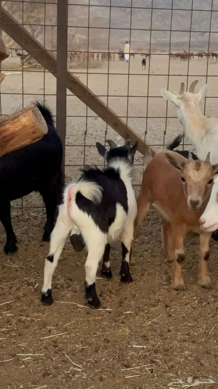 معزا قزم للبيع تفريد 0