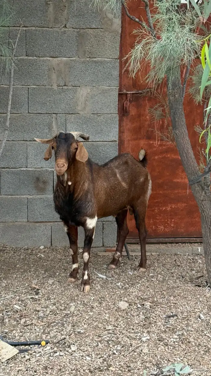 تيس فاخر للبيع 2