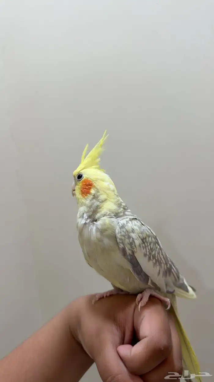 طيور كروان للبيع 2