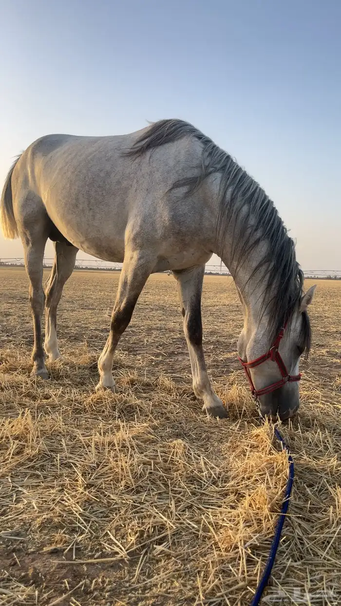 حصان للبيع 2