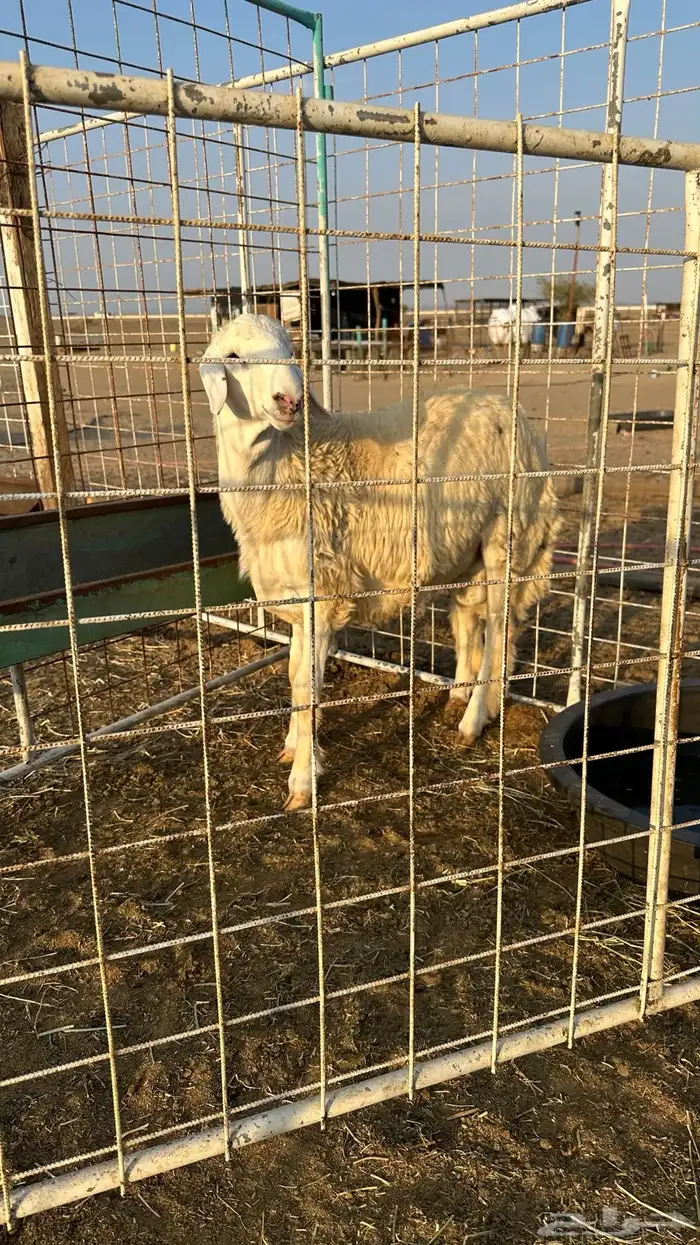 طلي حري تم البيع 0