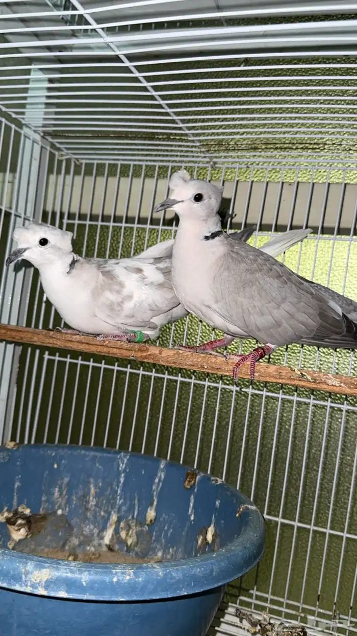 اجواز ياكريم دبل كرست 3