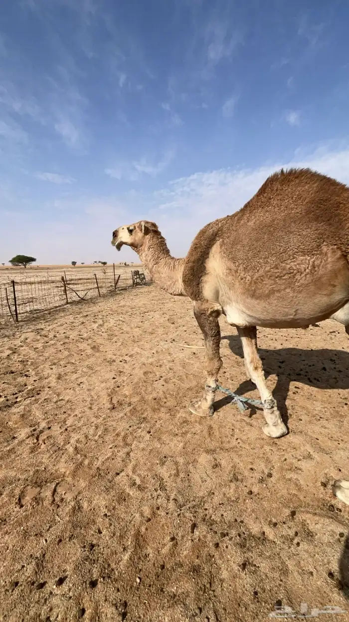 قعود باقي له شهرين تقريبا ويصير لقي 2