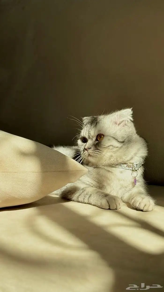 قطوه سكوتش فولد للبيع 5