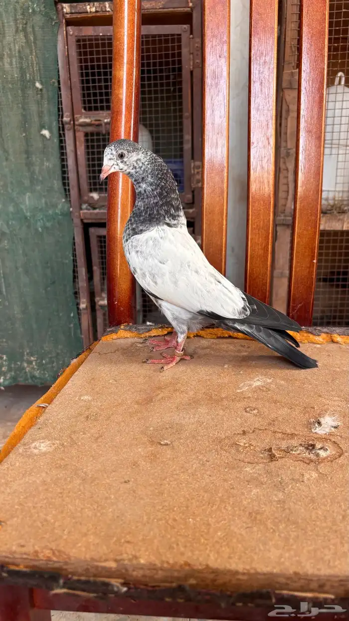 للبيع طبات تيدي جونسرة كوبرا فواخر 7