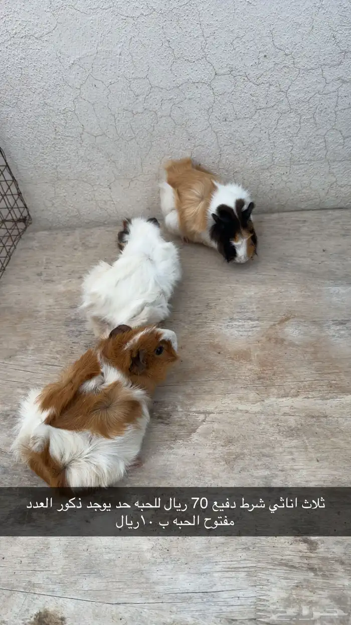وبريات ثلاث اناثي دفيع شرط الحبه ب70 والذكور 10 0