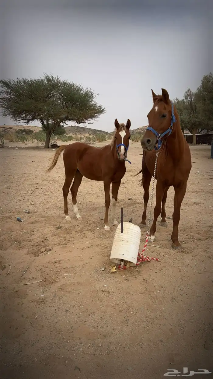 فرس عربيه ومهرها 0