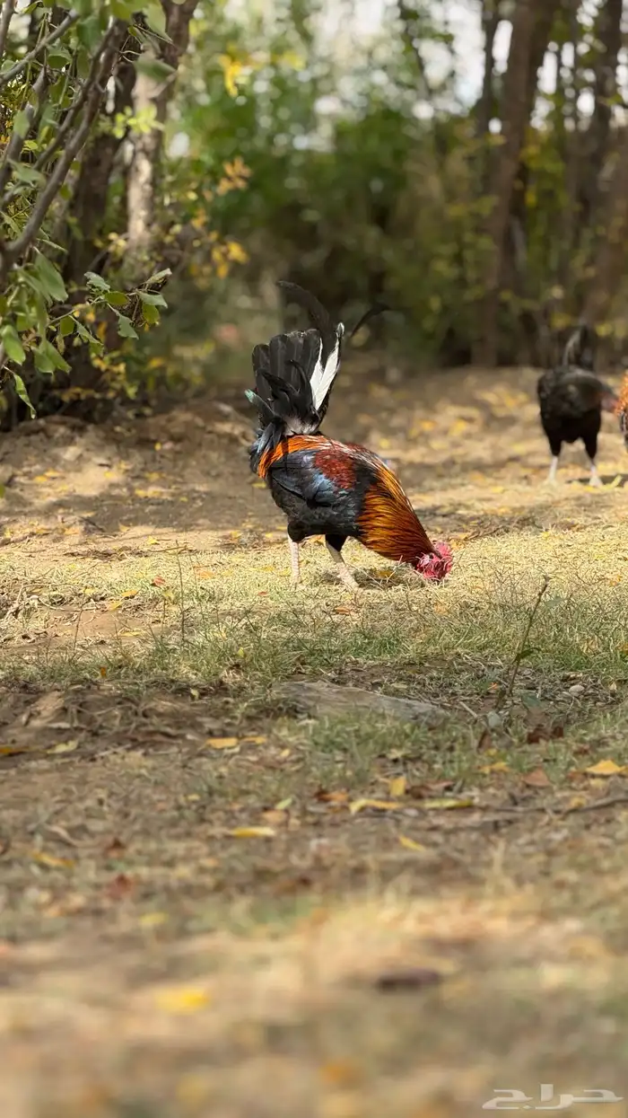 ديك عربي ترثه 1