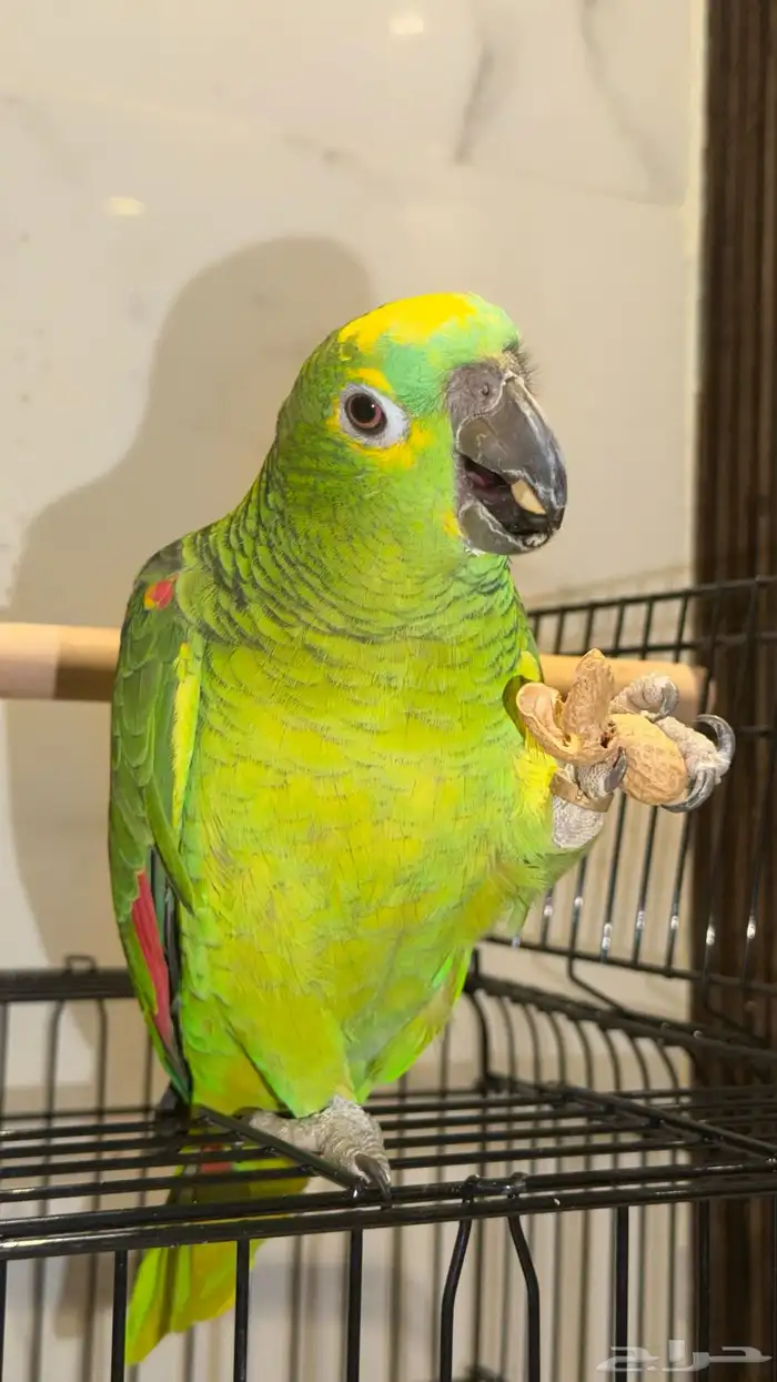 ببغاء امزوني بلوفرنتد حجم جبار 1