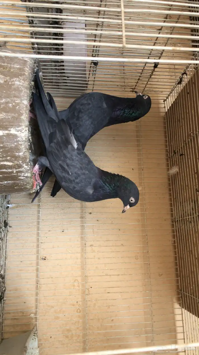 حمام باكستاني 2