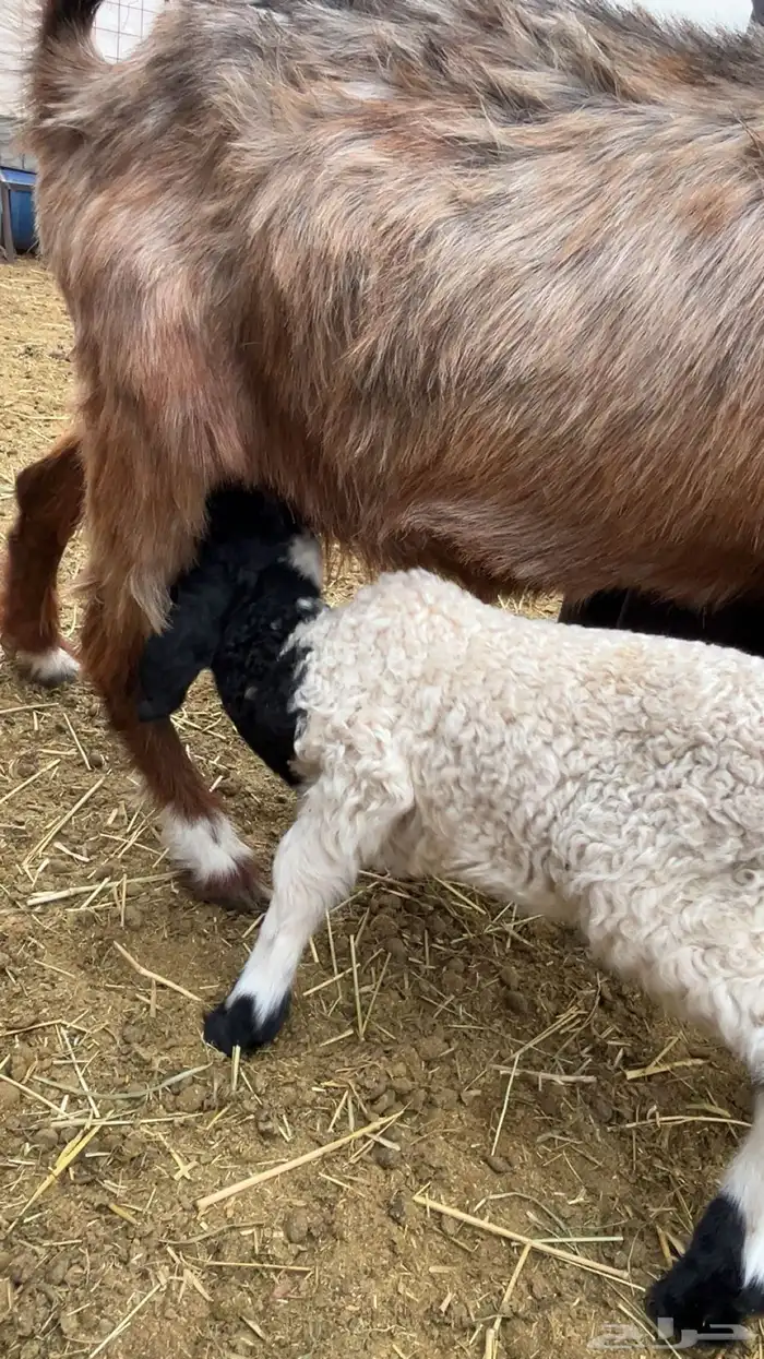 داغور نعيمي 0