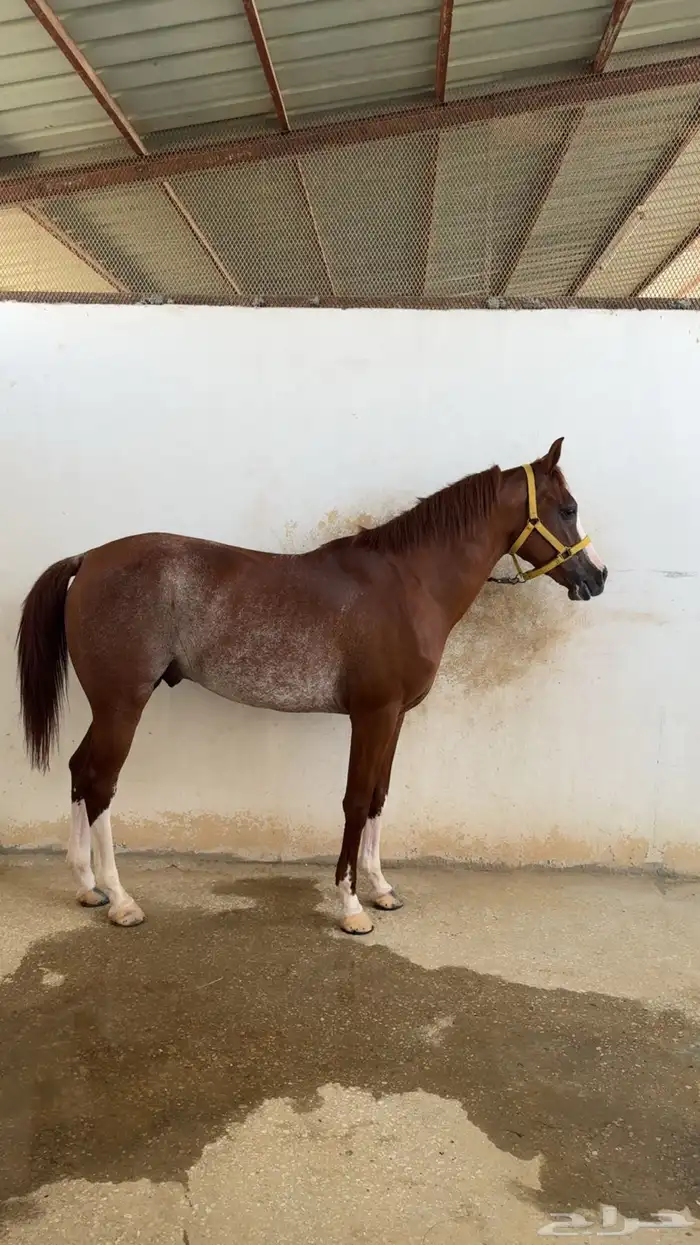 حصان واهو ركوب 1