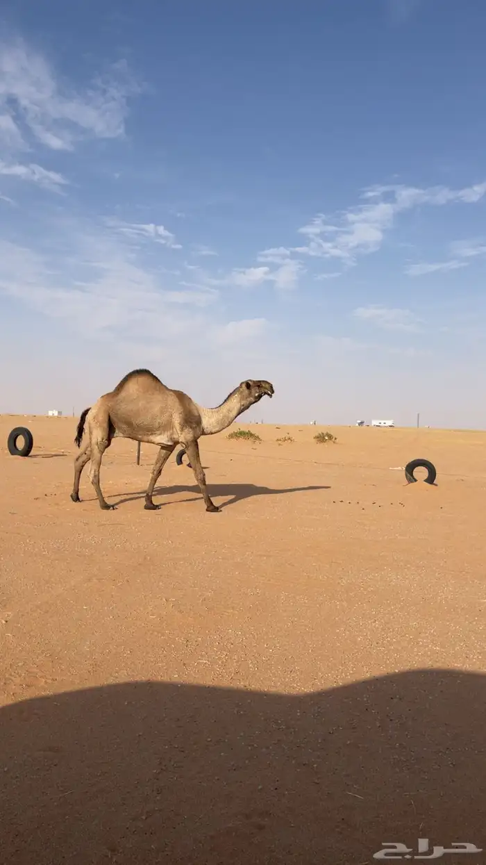 بعير دبياني على بعير فهد الشريع 0