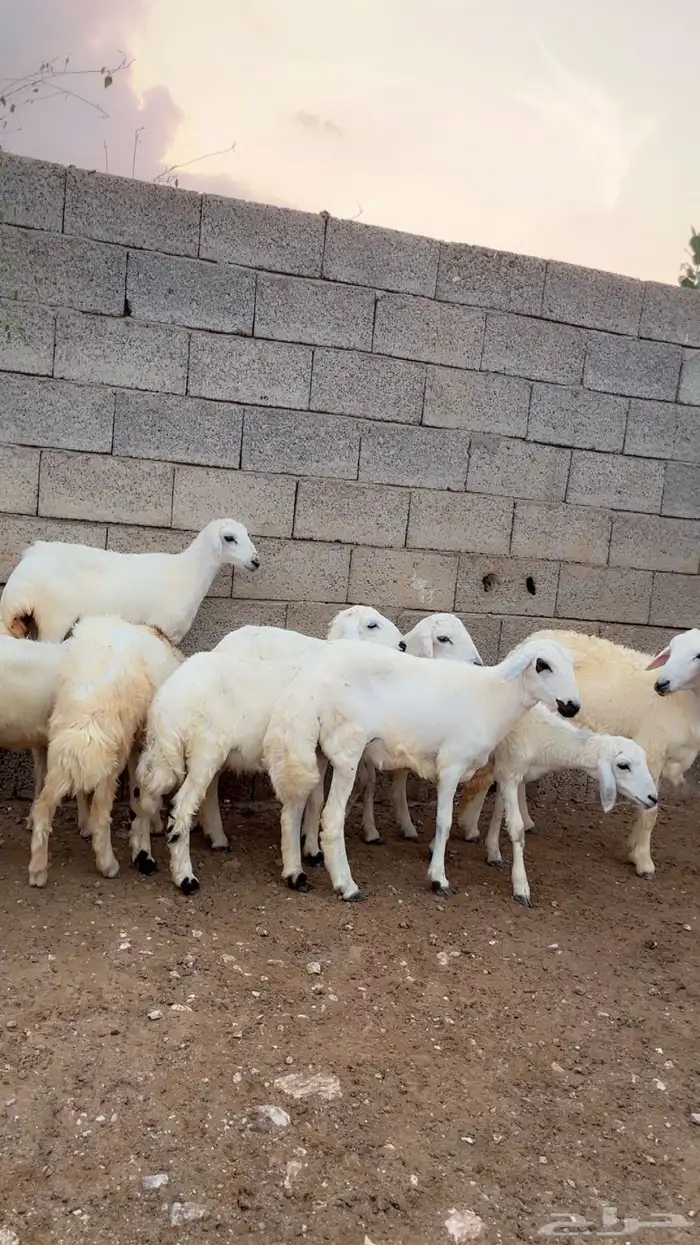 رخال وطليان 1