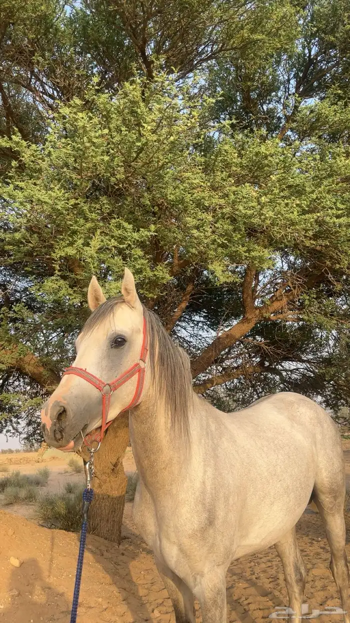 حصان للبيع 0