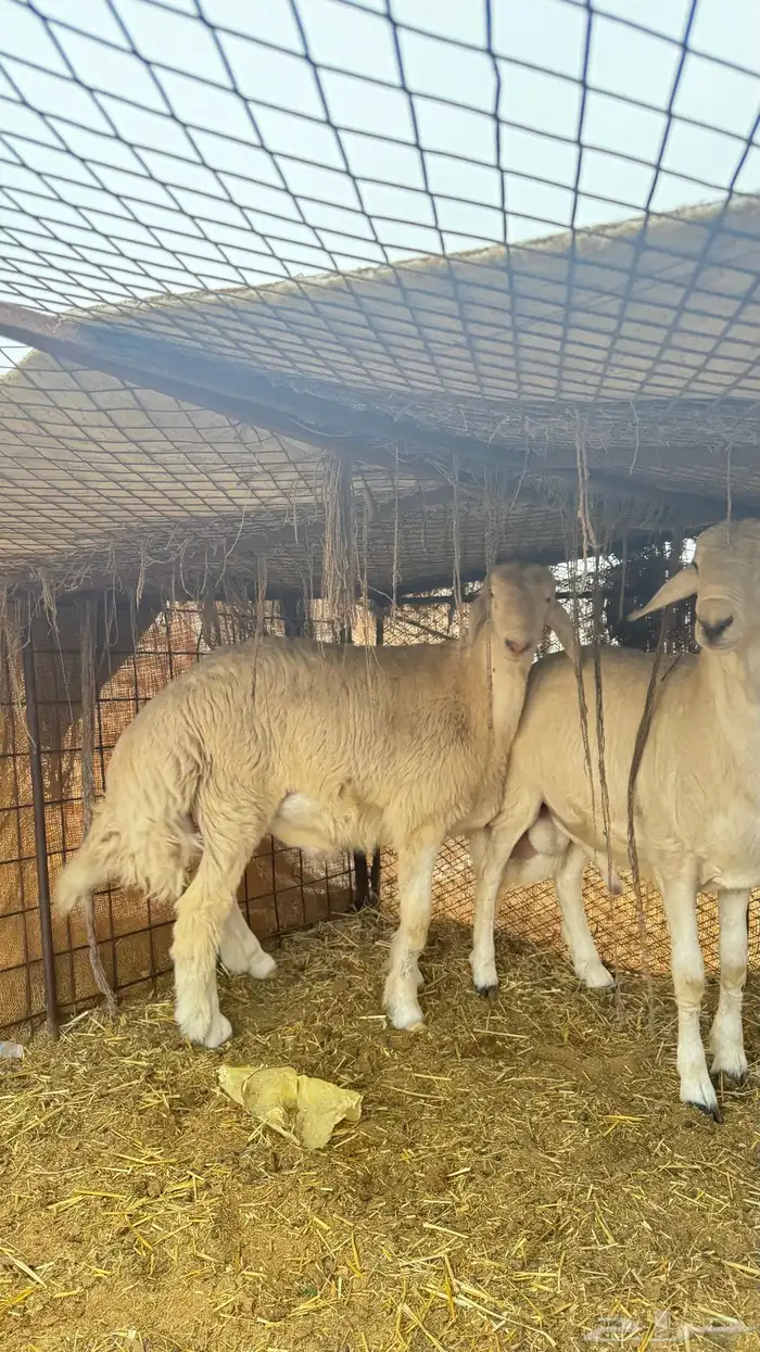 مشاريع فحول فحل حري 6