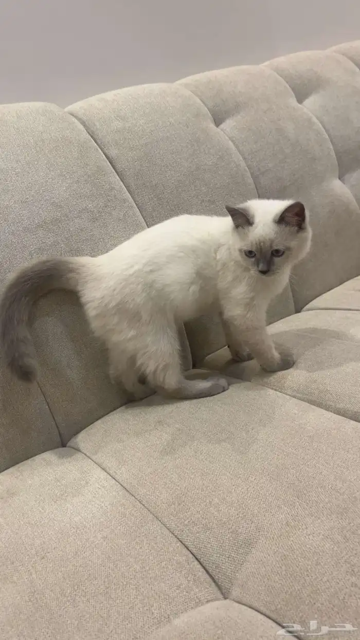 قطه للبيع مع كامل اغراضها 1