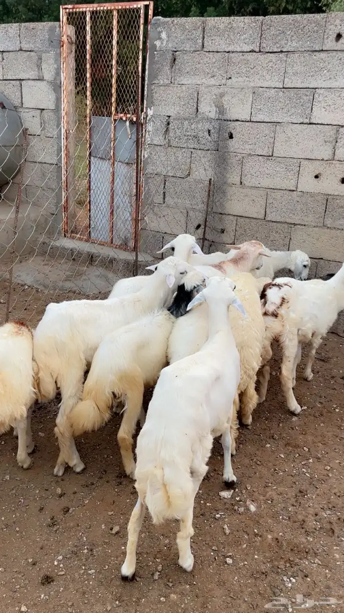 رخال وطليان 4