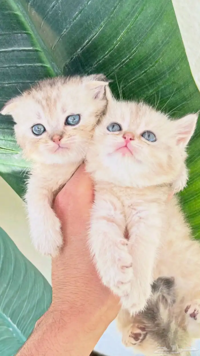 سكوتش فولد سكوتش ستريت 0