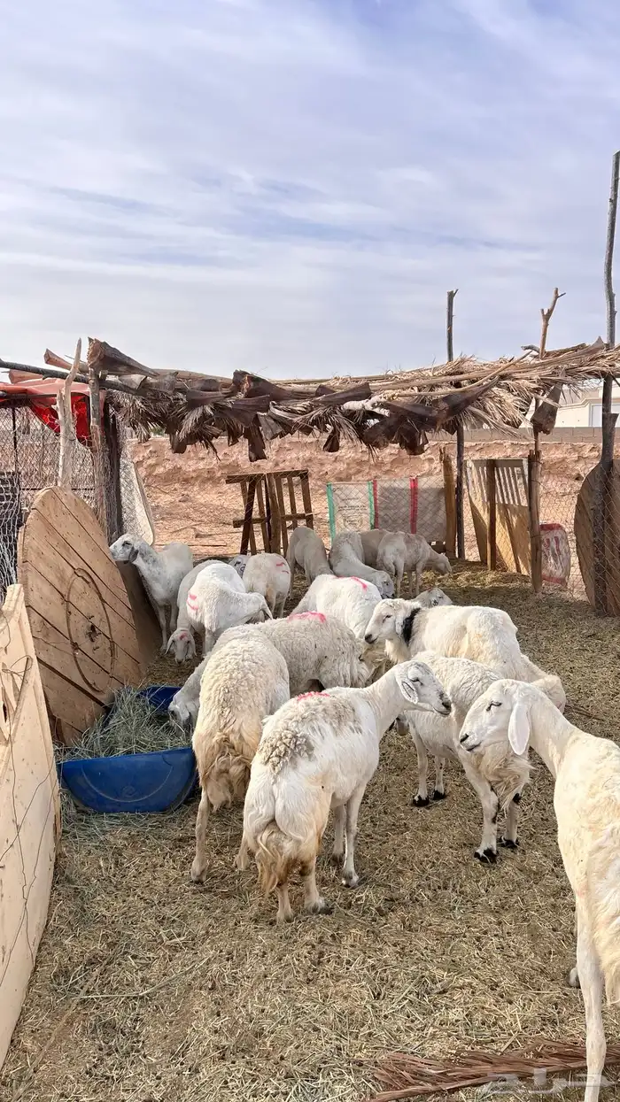 غنم حري للبيع 2