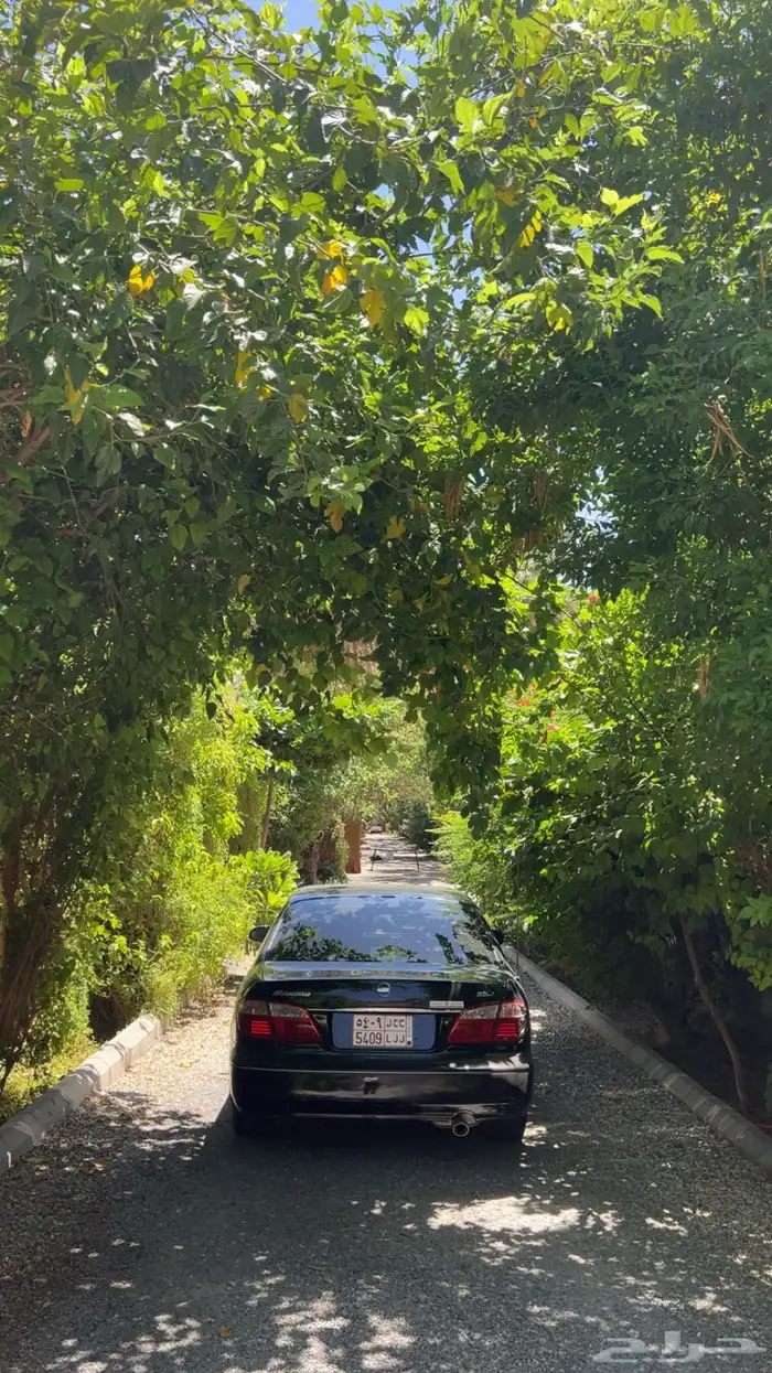 نيسان مكسيما 2006 قير عادي 8