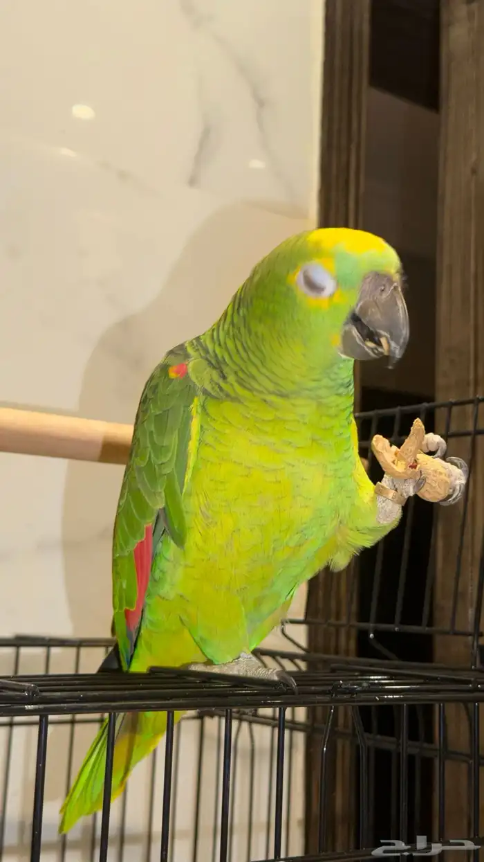 ببغاء امزوني بلوفرنتد حجم جبار 2