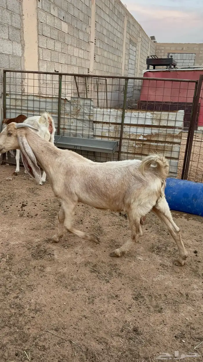 معزاء مشاريك 4