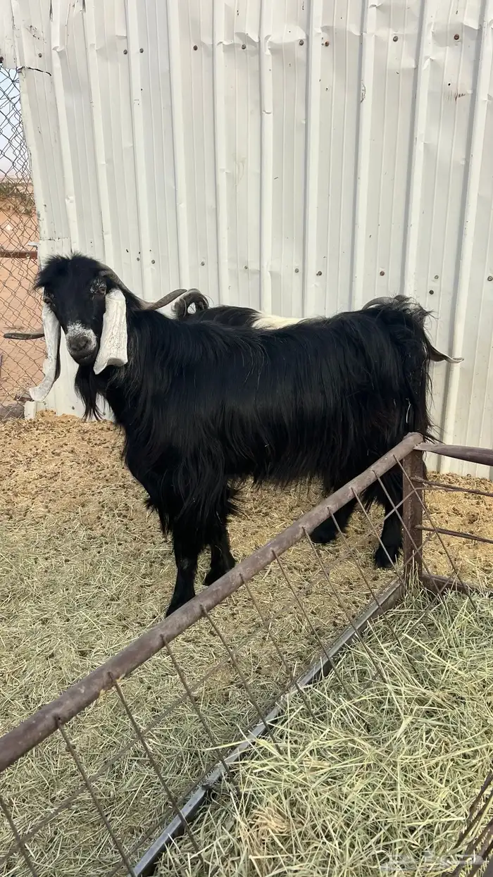 تيس عرضي شرط القريع اتيس طيب ماشاءالله الخرج 2